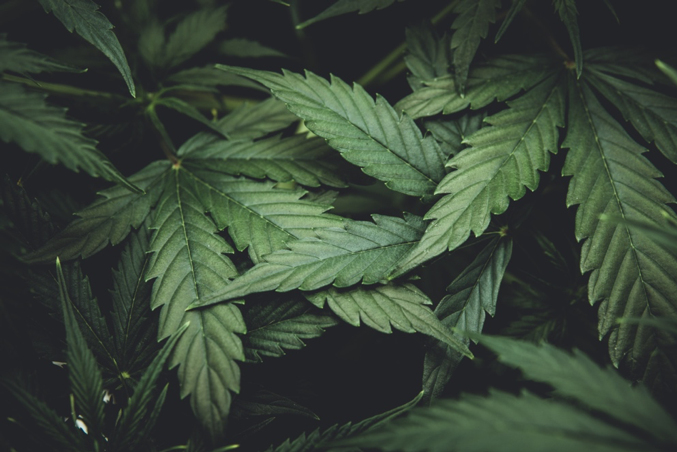 Der Entourage-Effekt